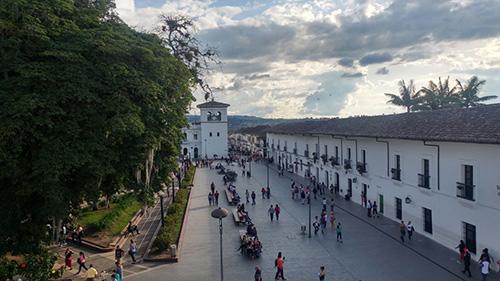 tipo de árboles 