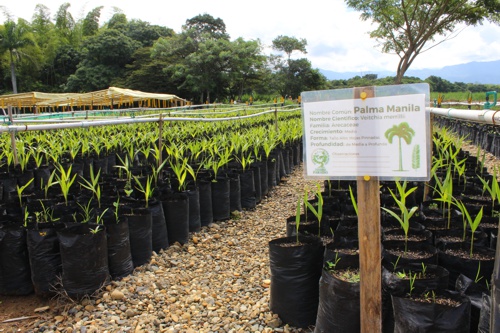 Inauguran Vivero Paraíso en Santander de Quilichao