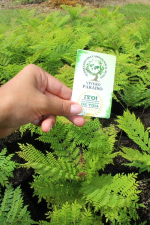 Inauguran Vivero Paraíso en Santander de Quilichao