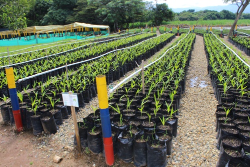 Inauguran Vivero Paraíso en Santander de Quilichao