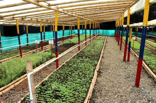 Inauguran Vivero Paraíso en Santander de Quilichao
