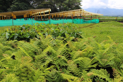 Inauguran Vivero Paraíso en Santander de Quilichao