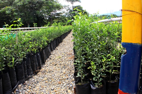 Inauguran Vivero Paraíso en Santander de Quilichao