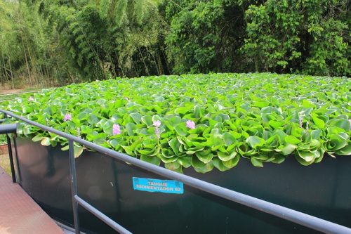 Inauguran Vivero Paraíso en Santander de Quilichao