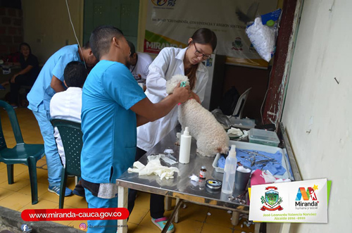 jornada de esterilización canina y felina jornada de esterilización canina y felina