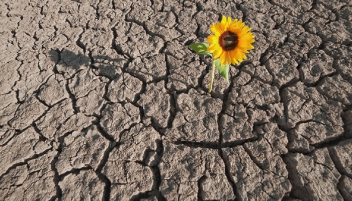 Resiliencia Resiliencia, alternativa para sociedad en conflicto