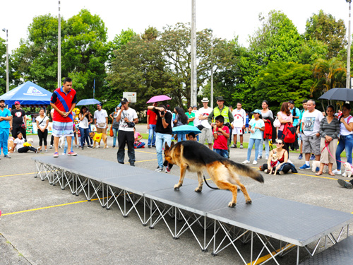 Festival Canino Multirraza de Comfacauca