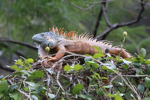 LAS IGUANAS DEL RÍO