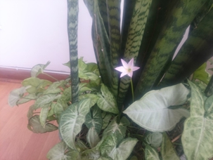 LA FLOR