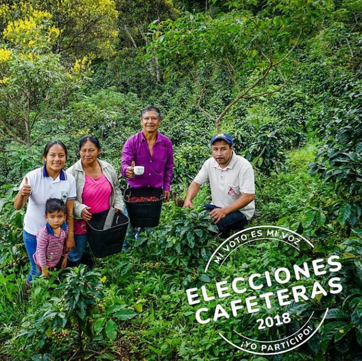 El sábado 08 de septiembre serán las ‘Elecciones Cafeteras’ en Cauca El sábado 08 de septiembre serán las ‘Elecciones Cafeteras’ en Cauca