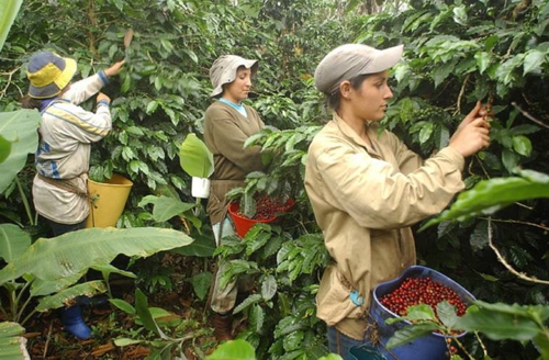 La asociatividad y la cooperativa de caficultores del Cauca La asociatividad y la cooperativa de caficultores del Cauca