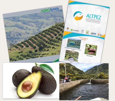 Nuevos recursos para Aguacate Hass