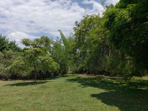 EL ÚLTIMO BOSQUE ENCANTADO