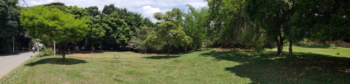 EL ÚLTIMO BOSQUE ENCANTADO