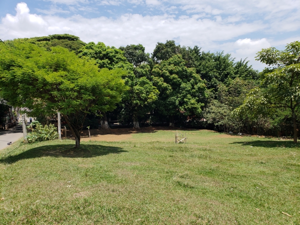EL ÚLTIMO BOSQUE ENCANTADO