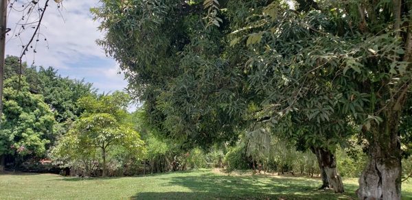 EL ÚLTIMO BOSQUE ENCANTADO