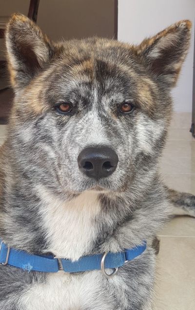 Historia del perro condenado a muerte en Popayán