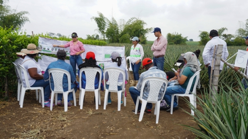 Productores de piña se preparan para exportar