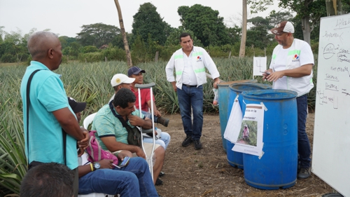 Productores de piña se preparan para exportar
