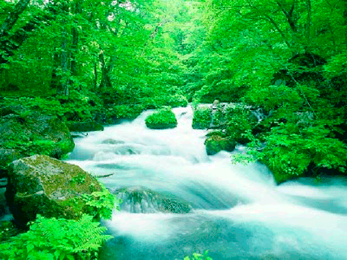 EL RÍO DE LA VIDA EL RÍO DE LA VIDA