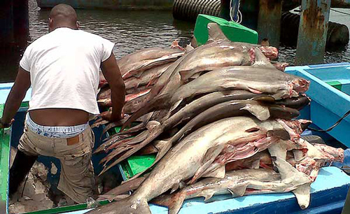 Condenados por pesca ilegal y homicidio Condenados por pesca ilegal y homicidio