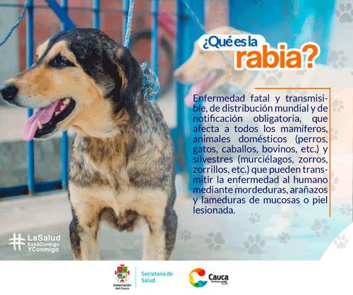 Tips de indicaciones ante una mordedura por animal potencialmente transmisor de la rabia Tips de indicaciones ante una mordedura por animal potencialmente transmisor de la rabia