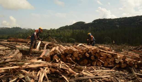 BOSQUES DESTRUCTORES