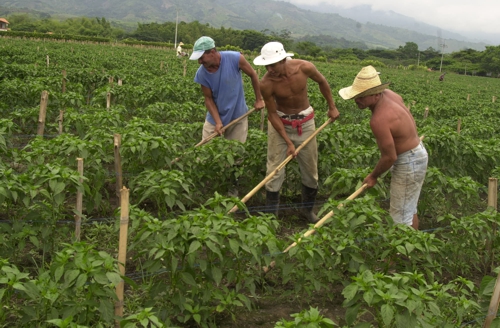 Campesinos y Empresarios