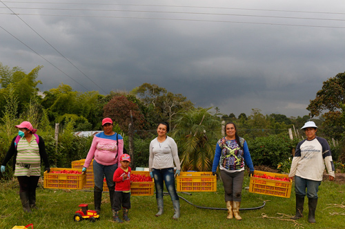 El mejor Ají de Colombia, lo cultivan mujeres caucanas El mejor Ají de Colombia, lo cultivan mujeres caucanas