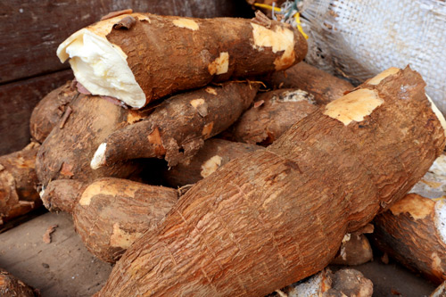 El almidón del Cauca no es sólo cuestión de pandebono El almidón del Cauca no es sólo cuestión de pandebono