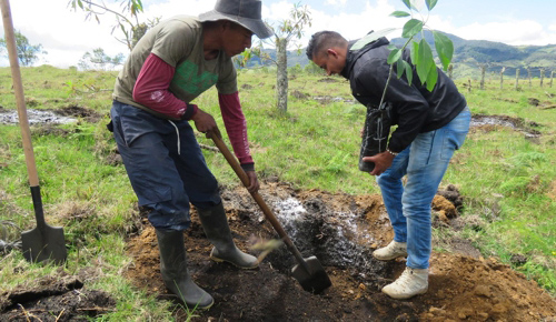 El Aguacate Hass: una muestra de berraquera en Cauca