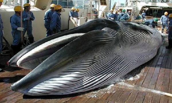 ASESINOS DE BALLENAS ASESINOS DE BALLENAS