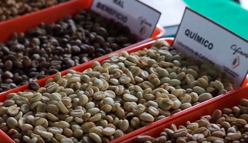 Debate ‘conversemos con el gerente’ fomenta la comercialización del café