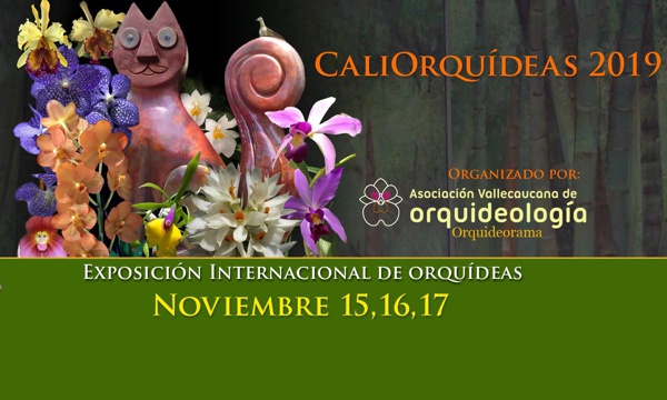 ORQUIDIOTA