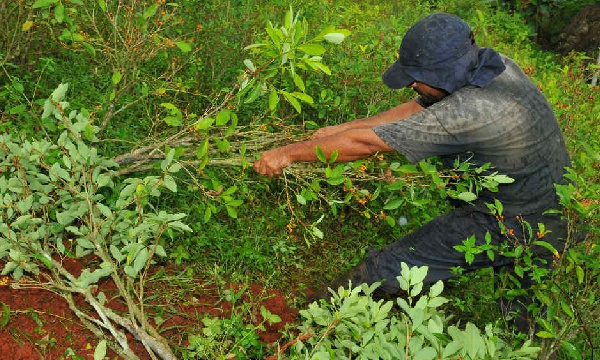 Ataque armado deja otro indígena muerto