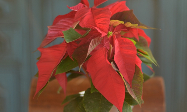 Aliste la poinsettia para esta Navidad
