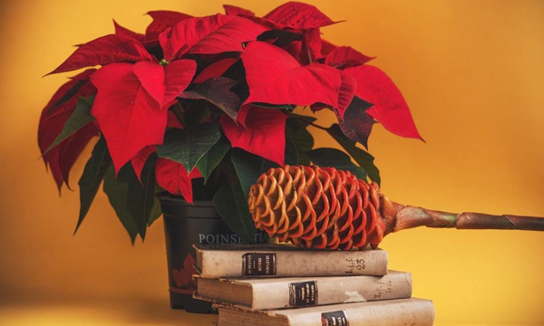 Aliste la poinsettia para esta Navidad