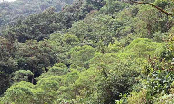El Cauca cuenta con nueva área protegida El Cauca cuenta con nueva área protegida