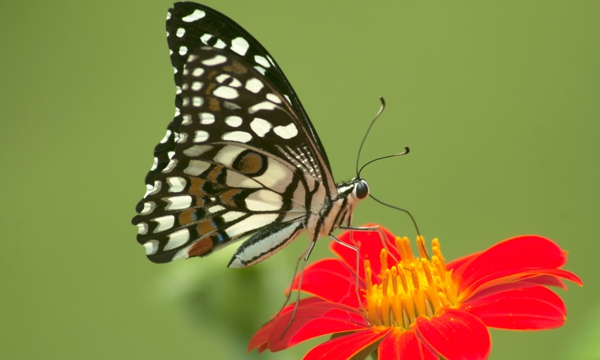 Un juego sobre mariposas, palabras y tornamesas