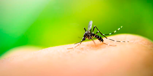 Córtale las alas al Dengue