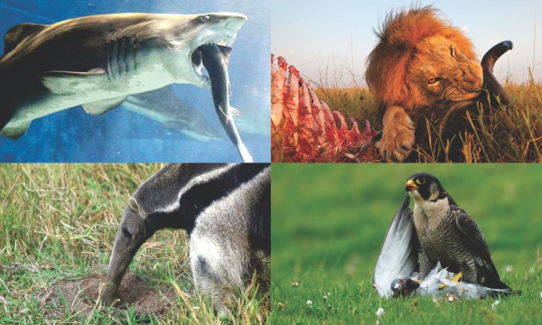 ¿Es viable un tratado de paz con los tiburones? ¿Es viable un tratado de paz con los tiburones?