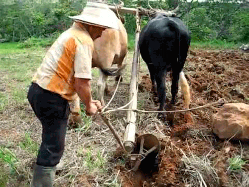 La bucólica de la vida 