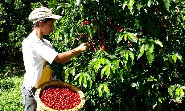Apoyo a pequeños productores para renovación de cafetales