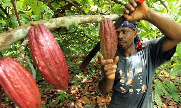 Estructura y diversidad en la agricultura nortecaucana