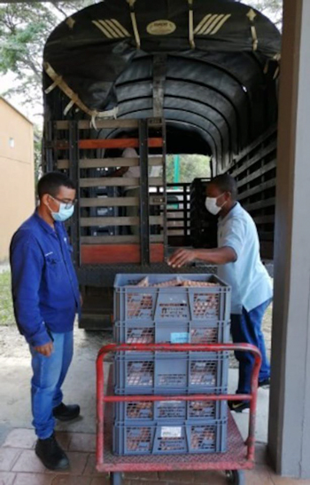 Comfacauca entrega alimentos a familias vulnerables en Norte del Cauca Comfacauca entrega alimentos a familias vulnerables en Norte del Cauca