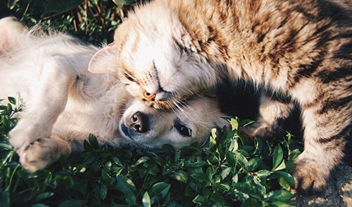 Tips para tener mascotas saludables durante esta pandemia