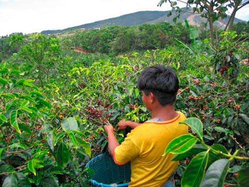 FEDERACIÓN NACIONAL DE CAFETEROS Y CLARO FIRMARON ALIANZA