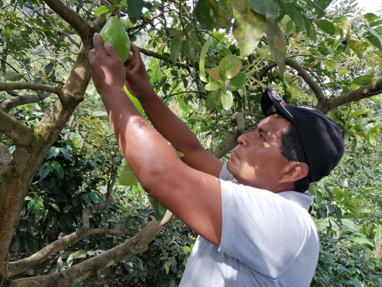 Corinto ahora es tierra de café y paz Corinto ahora es tierra de café y paz