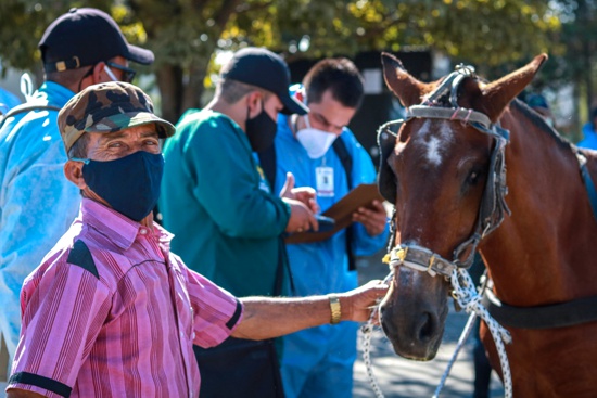 En Popayán se trabaja por mejorar el bienestar animal - Control a equinos En Popayán se trabaja por mejorar el bienestar animal - Control a equinos