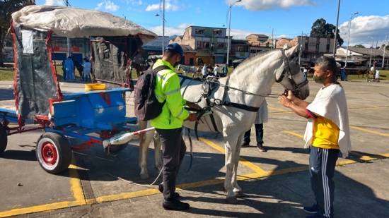 En Popayán se trabaja por mejorar el bienestar animal - Control a equinos En Popayán se trabaja por mejorar el bienestar animal - Control a equinos